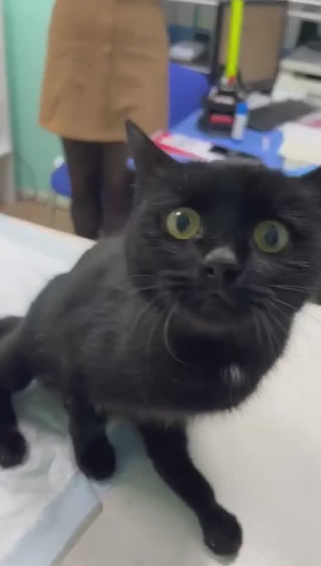 Особенная кошечка Маша ищет дом! 🙏🙏🙏