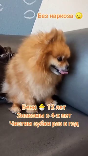 Бени  12 лет, Знакомы с 4-х лет, , Чистим зубки раз в год регулярно, зубки как у щенка.