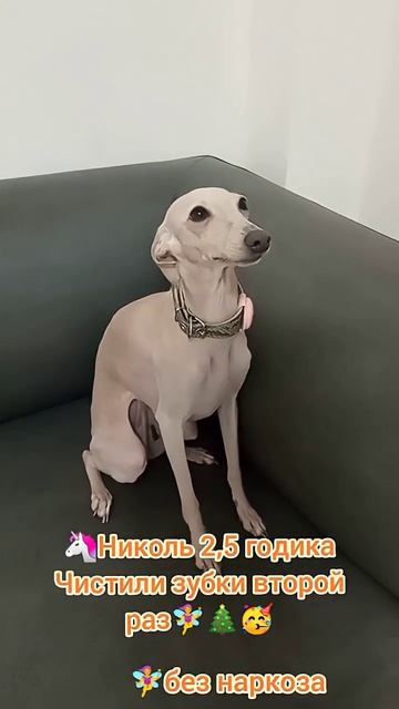 Левретка Николь 2,5 года, чистим зубки 2 раз
