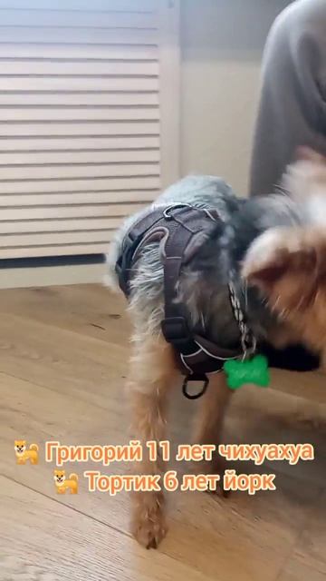 Григорий 11 лет тойчик знакомы давно и Тортик 6 лет 6 кг йорк зубки впервые чистили.
