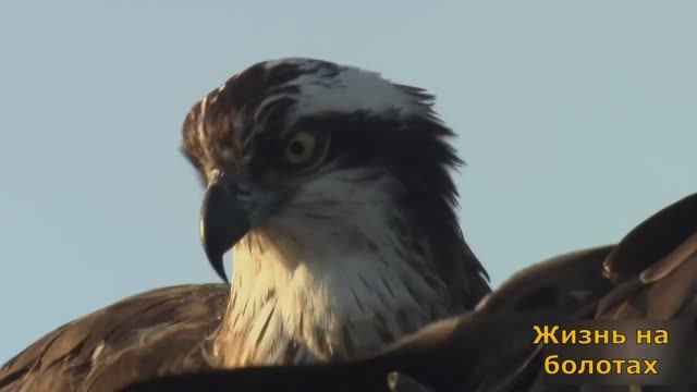 Природа. Дикая жизнь на болотах