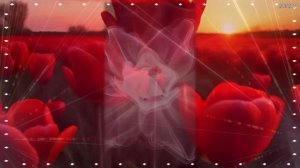 Ната Недина  - АЛЫЕ ТЮЛЬПАНЫ