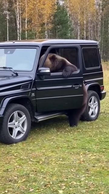 МЕДВЕДЬ УЕХАЛ НА ГЕЛИКЕ ДОМОЙ 17-04-2026 нейросеть