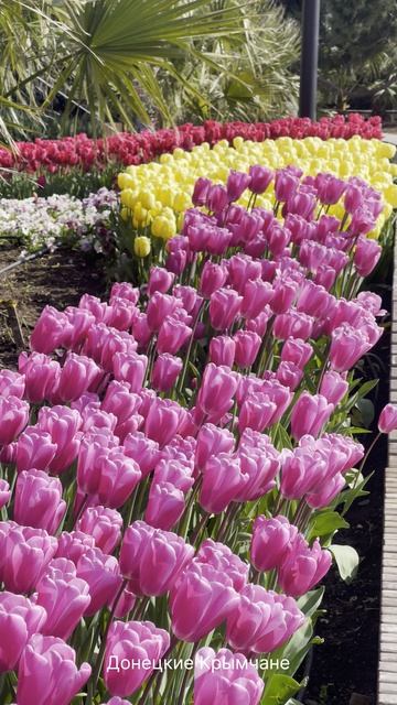 Ялта, Советская площадь ⛲️🌷🫶