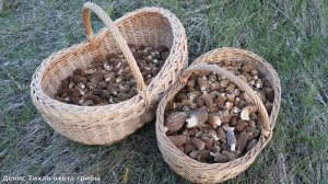 Где искать весенние грибы | Видео-гид для грибника