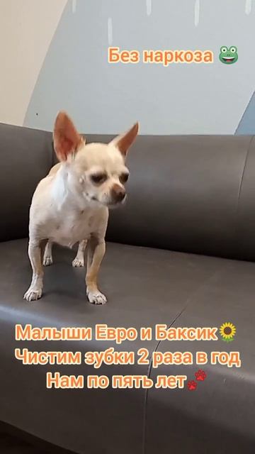 Евро и Баксик нам по 5 лет чистим зубки два раза в год