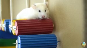 Хомячок убегает от крокодила и кальмара в мраморном лабиринте! часть 4