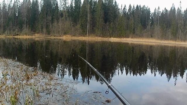 Наконец-то пошла краснопёрка.