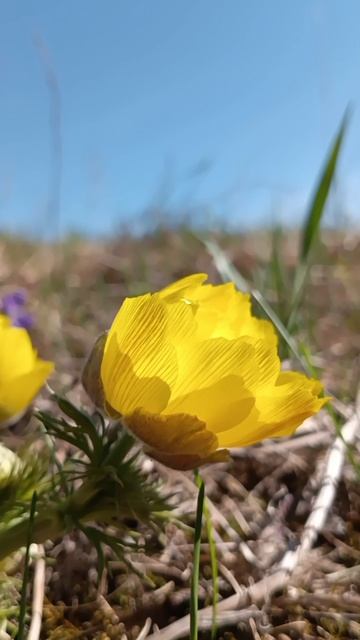 Ярко

#весна #апрель #цветение #природа #солнечно #солнце #лес #нагоре