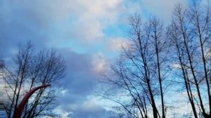 Узор из веток