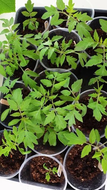 От этой подкормки рассада становится толще, корни мощнее, а листья не желтеют! Вот чем подкормить