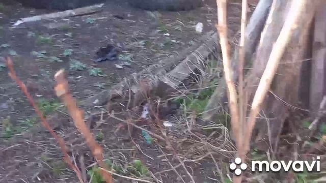 планы где натянуть сетку для курей. Я просто огорода