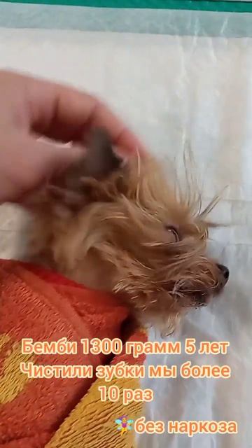 Бемби 1300 грамм 5 лет Чистка зубов у собак