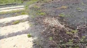 Потравила сорняк / Безветренно, красота.