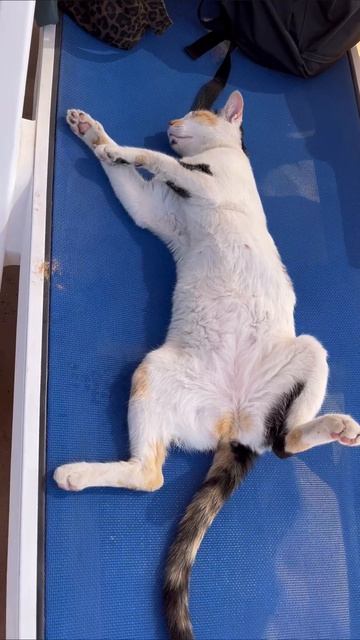 дубайскаякошечка
кошка оаэ дубай смешноевидео
расэльхайма