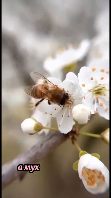 Стихотворение «Пчела и муха»