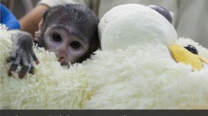 Отвергнутый матерью детеныш обезьяны в Мексике нашел замену в плюшевой собаке