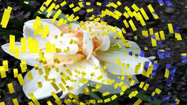 Первоцветы в Санкт Петербурге