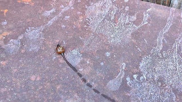 Упрямая улитка