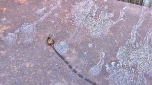 Упрямая улитка