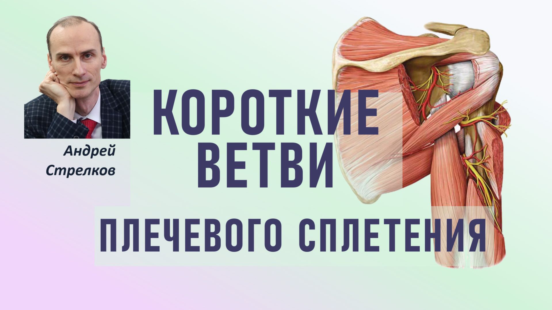 Короткие ветви плечевого сплетения