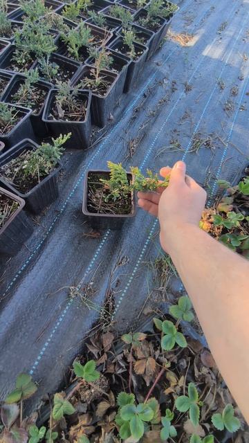 Как ростут саженцы можживельника🌲 #саженцы #можжевельник #хвойныевсаду #саратов #саженцыпочтой