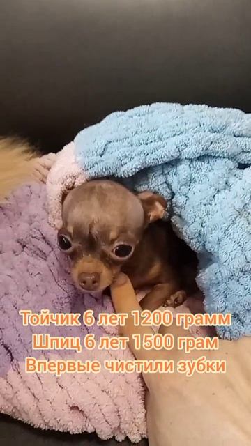 Тойчик 6 лет 1200 грамм, Шпиц 6 лет 1500 грамм. Чистили зубки впервы