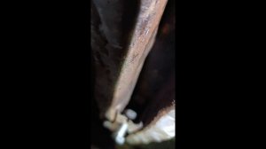 Восстановление ещё одного полного привода Volkswagen transporter t4 syncro