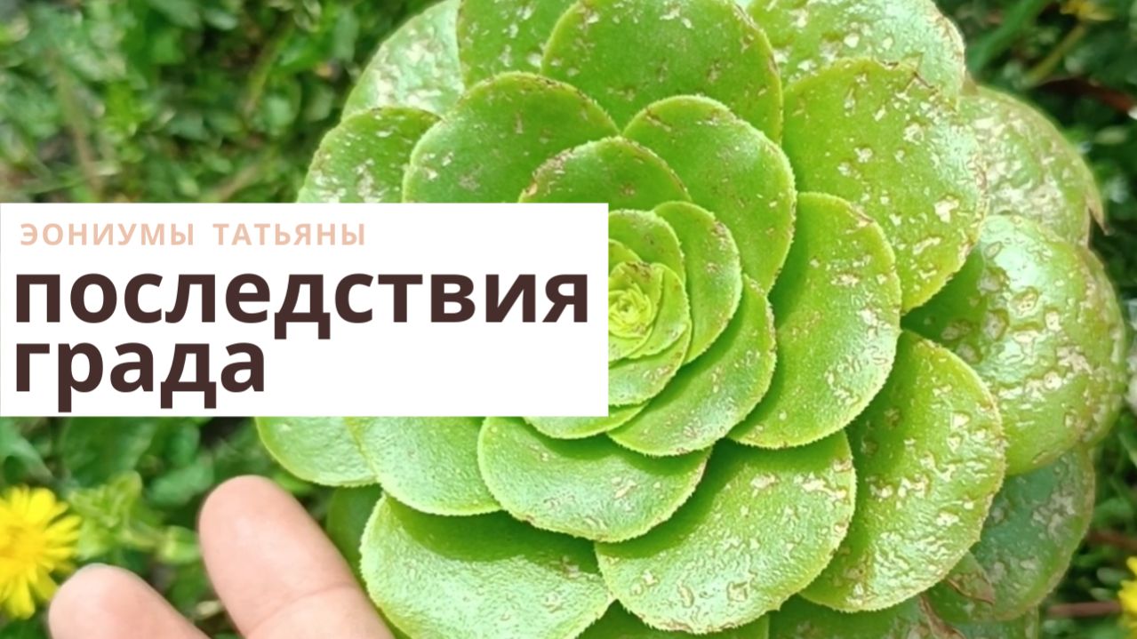 239. Эониумы после града