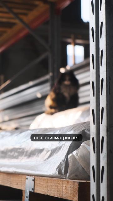Познакомьтесь с Дусей — наш питомец и житель производства Росгорка