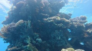 Ныряем в Красное море. Апрель 2026