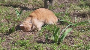 Коты весенние забавы. Spring fun of cats