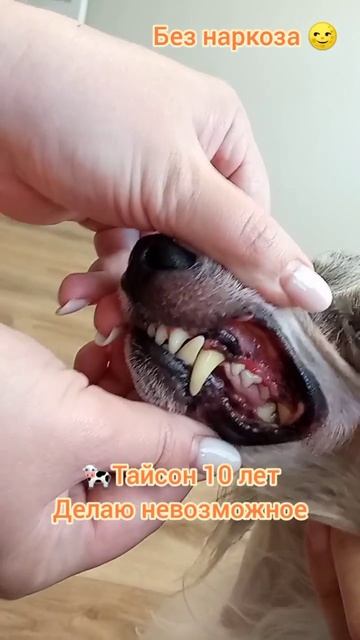 Тайсон 10 лет, белоснежная улыбка, зубки как у щенка.