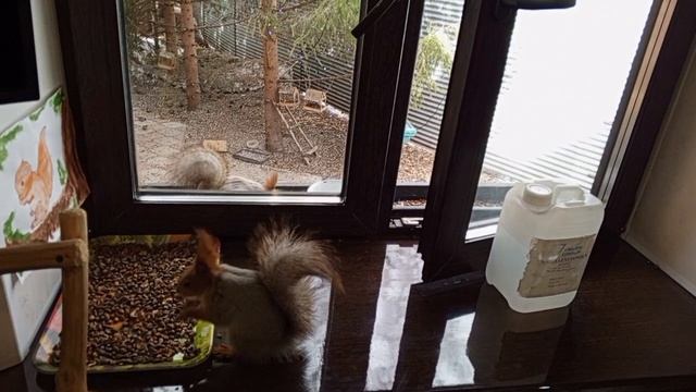 дикие зверята