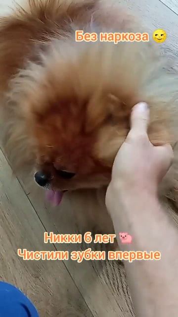 Никки 6 лет , Чистили зубки впервые без наркоза ультразвуком.