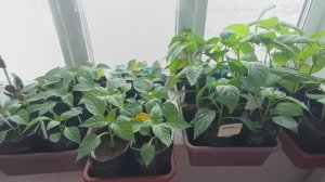 Обзор рассады перца и баклажанов. 17 апреля 2026 г.