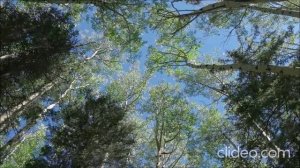 Ценность в оправданьях не нуждается