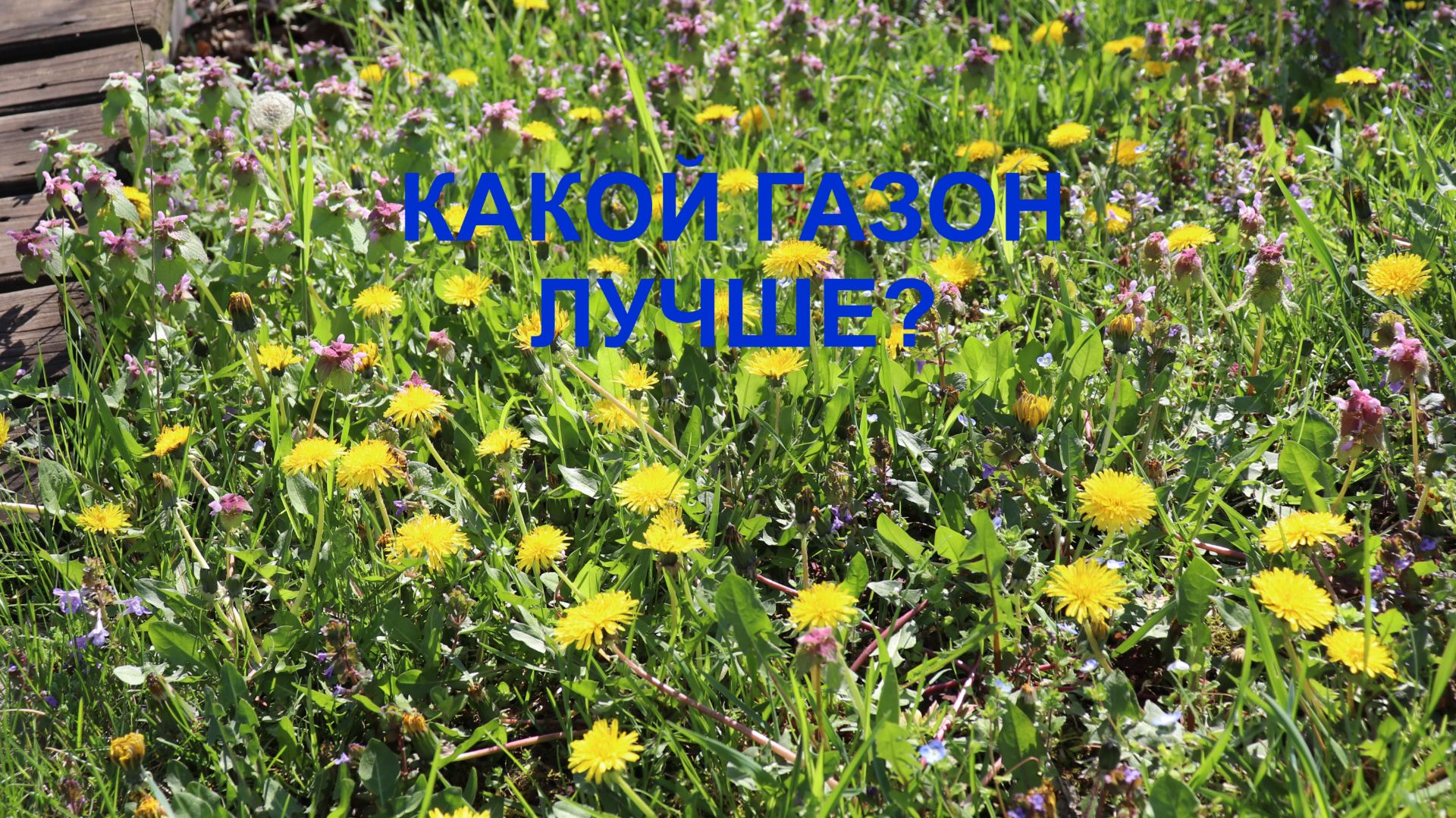 Дикий парковый газон - все плюсы.