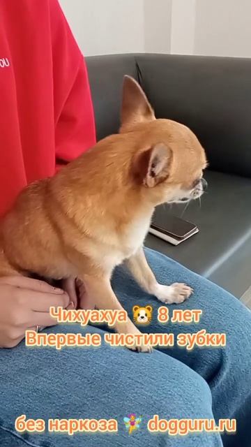 Чихуа 8 лет, чистим зубки впервые