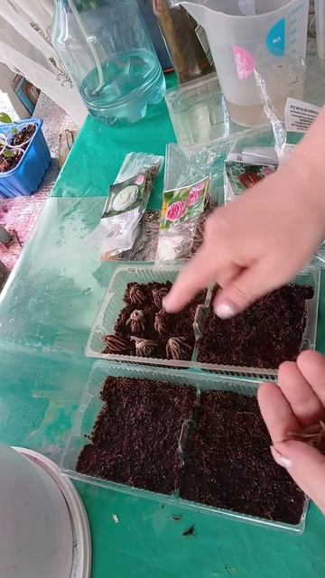 16 04.2026г. Готовлю вторую партию ранункулюсов к высадке в грунт.