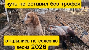 открытие по селезню с подсадной. весна 2026