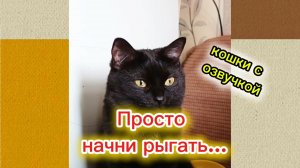 КОШКИ С ОЗВУЧКОЙ 🤣