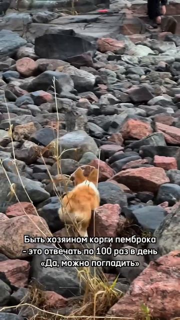 Можно погладить?  да и подписаться тоже можно  корги dogs corgi милота хочуобнять shorts