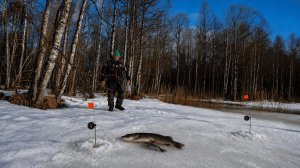 РЫБАК ЗАШЕЛ В ЛЕС НАШЕЛ ОЗЕРО И. РЫБАЛКА В АПРЕЛЕ 2026 НА ЖЕРЛИЦЫ И МОРМЫШКУ. ПОСЛЕДНИЙ ЛЕД КАРЕЛИЯ