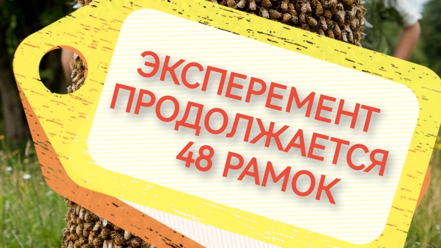 Огромный улей-лежак на 48 рамок: стоит ли овчинка выделки? 🐝 Эксперимент продолжается!