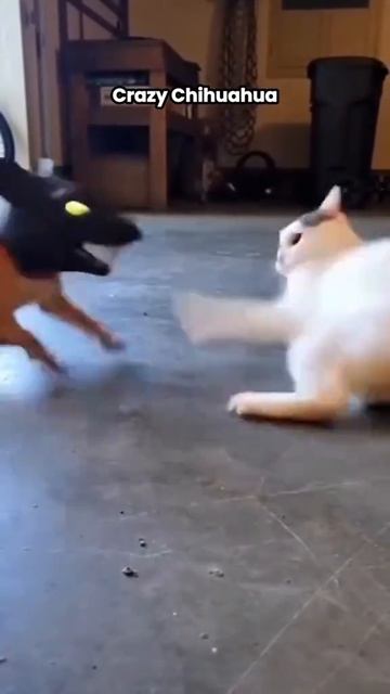 Эти коты на всю жизнь это запомнят