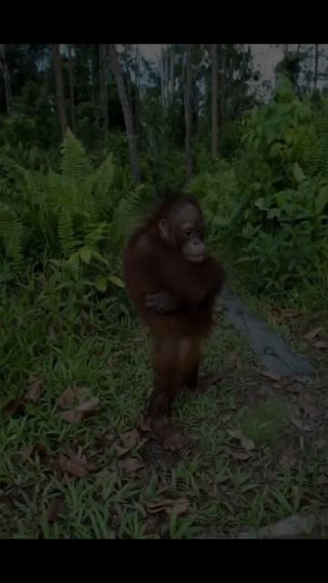 артикул в описании 