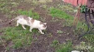 День прекрасный /много работы в саду как живут в русской деревне..