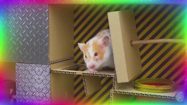 Умный хомяк разгадывает самый сложный лабиринт! часть 3