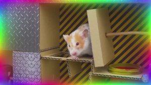 Умный хомяк разгадывает самый сложный лабиринт! часть 3